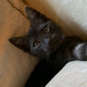 Meet your Posher, Abraham